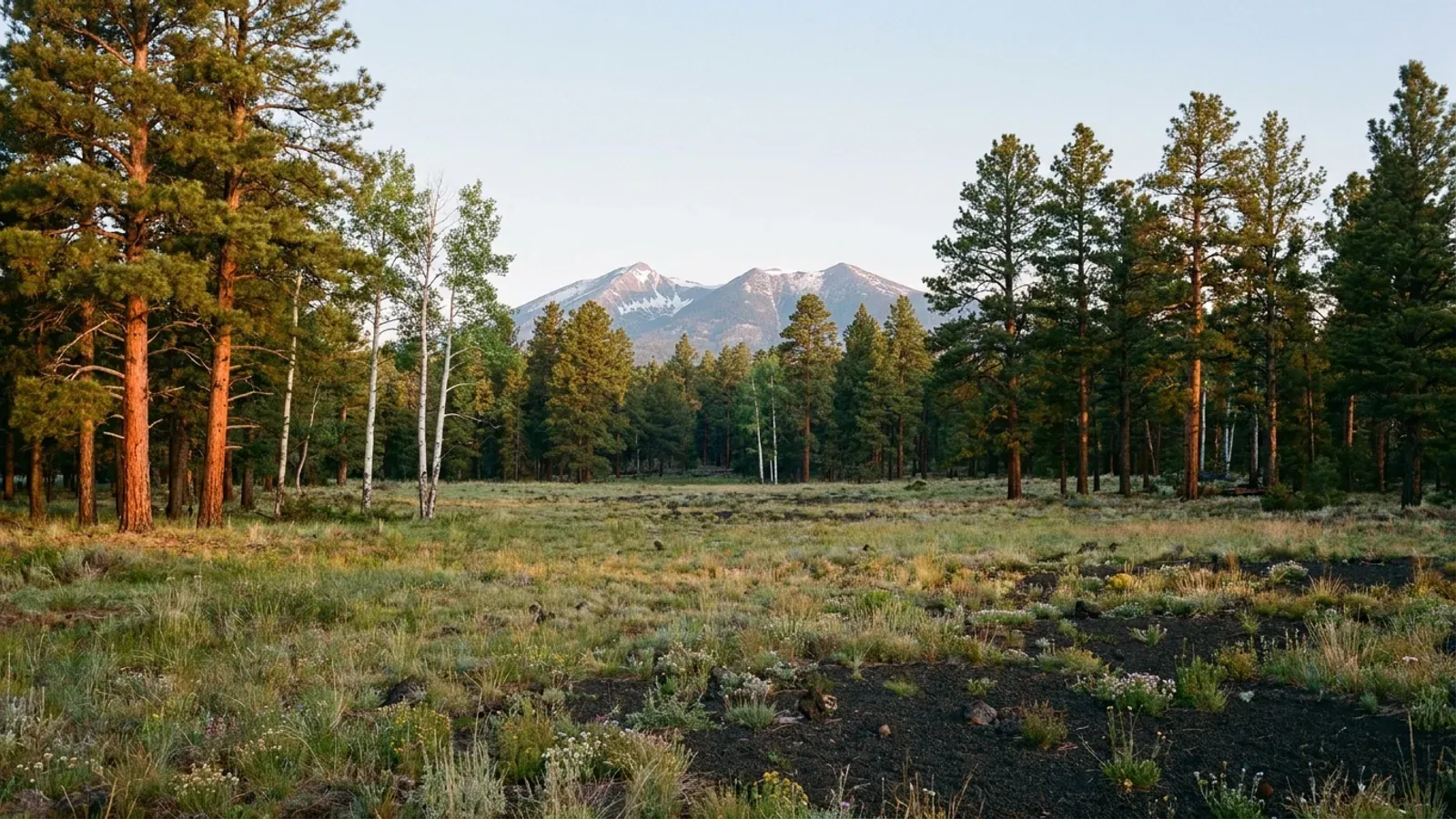 A grassy meadow ringed by ponderosa pines near Flagstaff with the snow-capped San Francisco Peaks rising beyond the forest.