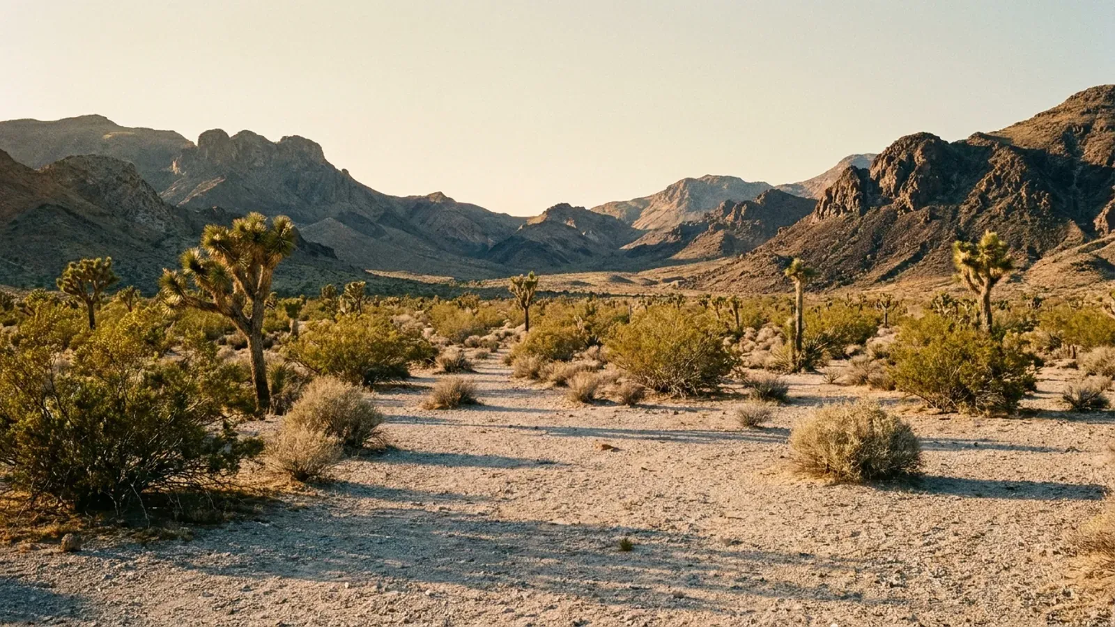 An open Mohave desert valley near Kingman with creosote and scattered Joshua trees between craggy volcanic mountain ranges.
